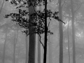 4. Platz Projektion SW Nebel im Wald * Sabine Esser