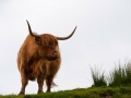 Platz 1 Highland Cattle