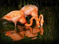 5. Platz Projektion Farbe Flamingos mit Spiegelung * Jürgen Guhlke