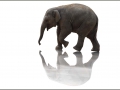 1-P-2013-03) Juergen Guhlke*Elefantenbaby