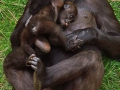 Gorilla mit Nachwuchs