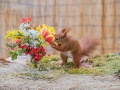Eichhörnchen Squirrel Blumen Köln