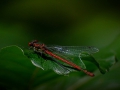 07) Libelle