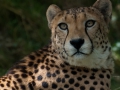 06-Gepard