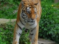 10-Tiger