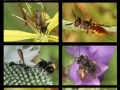 Bienen Wespen * Sabine Esser