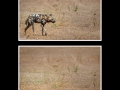 Afrikanischer Wildhund * Stefan Wagner