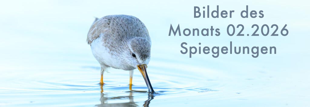 Bilder des Monats 02.2026