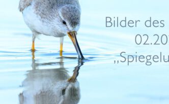 Bilder des Monats 02.2026