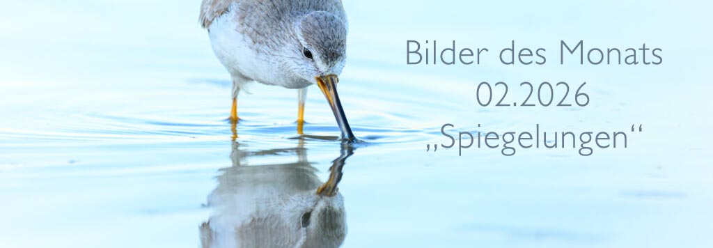 Bilder des Monats 02.2026