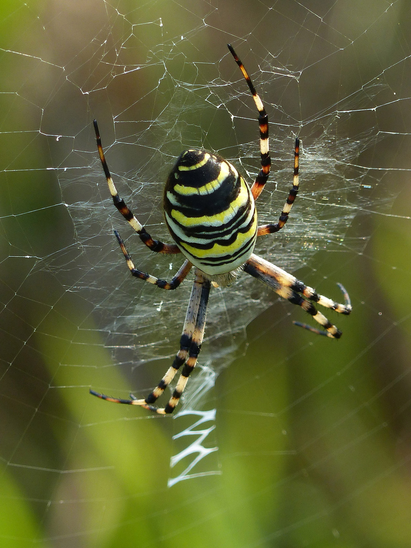 Zebraspinne