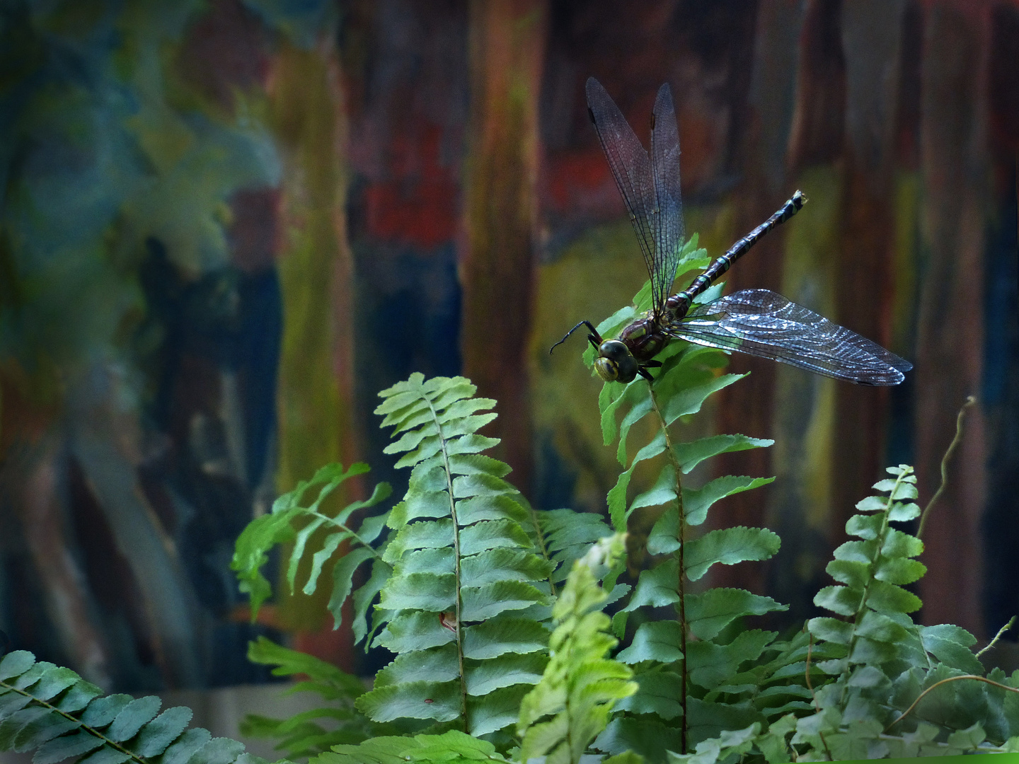 Libelle