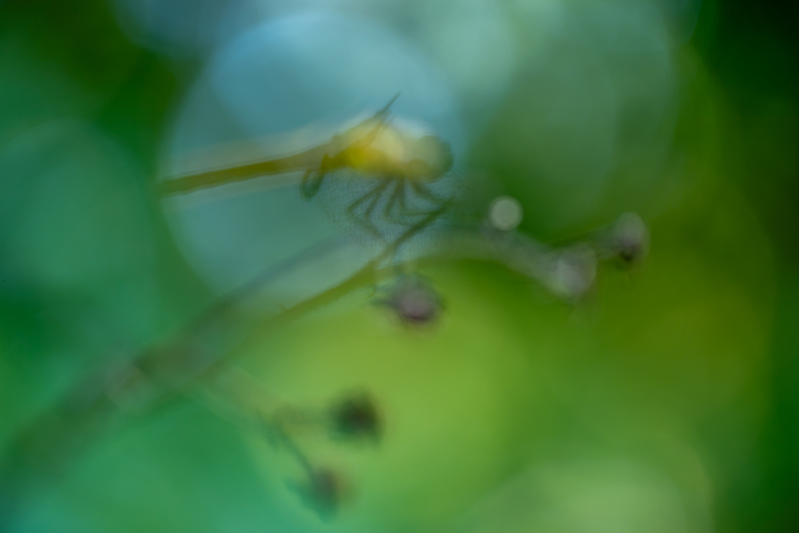 Libelle