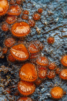 bewimperter Schildborstling