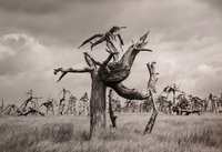 Hohes Venn * Klaus Hörenz