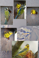 Collage * Jürgen Guhlke