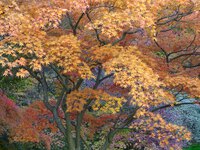 Die Farben des Herbstes
