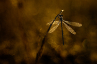 Libelle