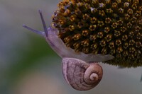 Schnecke * Sabine Esser