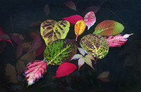 Herbstblätter auf dem Wasser