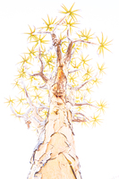 Quiver Tree