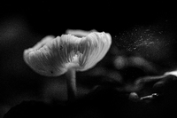 Der Pilz