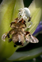 Lebensmüde kleine Fliegen