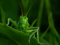 Portrait einer Heuscnrecke