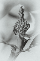 Magnolie
