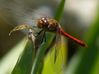 Libelle