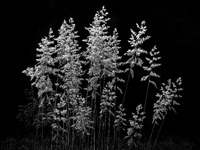 Gras