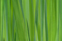 Grasgrün