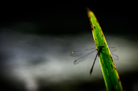 Libelle