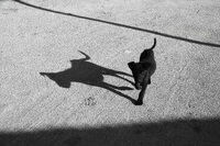 Der Hund und sein Schatten