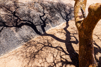 Baum im Dialog mit seinem Schatten