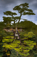 Verkehrte Pinie * Walter Schmitt