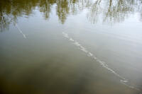 Spiegelung * Roland Rast