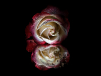 Rosenspiegelung * Jürgen Guhlke