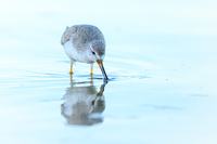 Terekwasserläufer * Stefan Wagner
