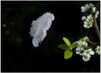 Federleicht * Ursula Pilz