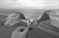 Ein Flügelschlag entfernt * Ralf Schmid