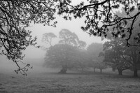 Cornish Mist