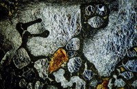 Rätselhaftes Leben * Ursula Pilz
