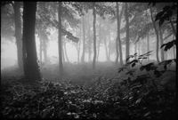Lübbecker Wald 1971