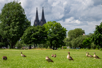 Nilgänse mit Dom_Stefan