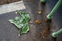 Das Blatt_Stefan