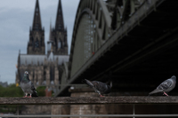 Natur im urbanen Raum 3*ChristianGentges.jpg