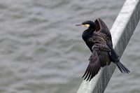 Kormoran sitzt zum Trocknen th