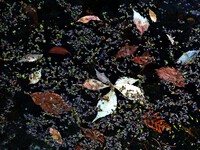 Unter dem Wilden Wein * Ursula Pilz