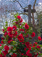 Rosen auf einem Friedhof * Jürgen Guhlke